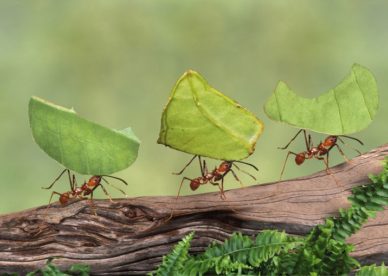 صور جملية النمل الأحمر ينقل الغذاء الى المملكة -عالم الصور